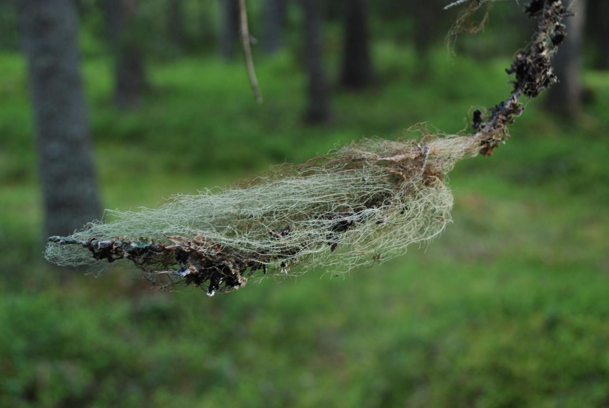 16 - Fulufjellets Nasjonalparker - Natur-, Dyre- Og Fugleopplevelser Ljørdal Екстериор снимка
