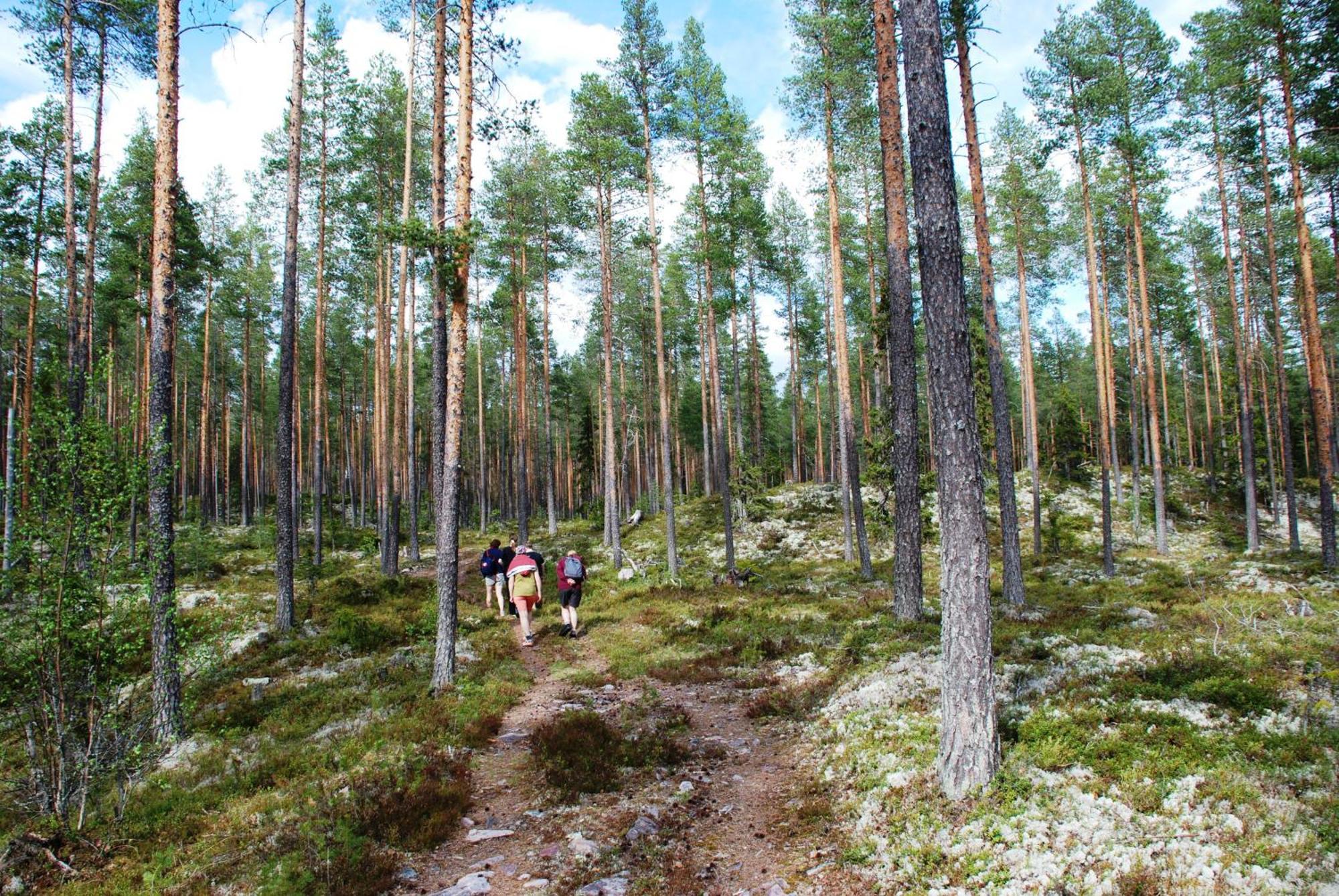 16 - Fulufjellets Nasjonalparker - Natur-, Dyre- Og Fugleopplevelser Ljørdal Екстериор снимка