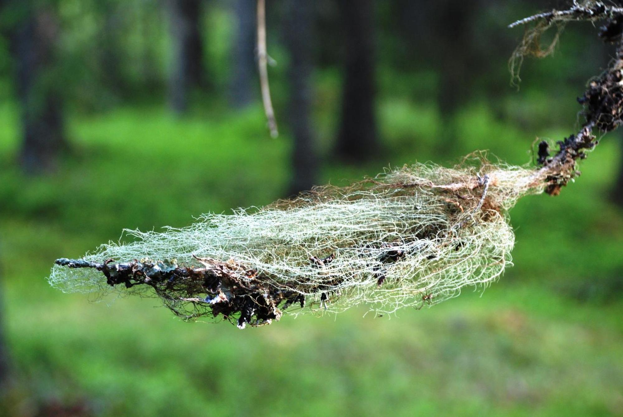16 - Fulufjellets Nasjonalparker - Natur-, Dyre- Og Fugleopplevelser Ljørdal Екстериор снимка