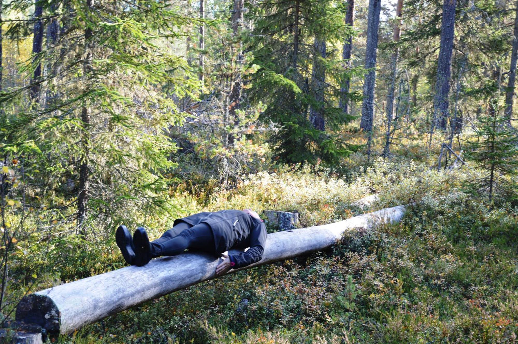 16 - Fulufjellets Nasjonalparker - Natur-, Dyre- Og Fugleopplevelser Ljørdal Екстериор снимка