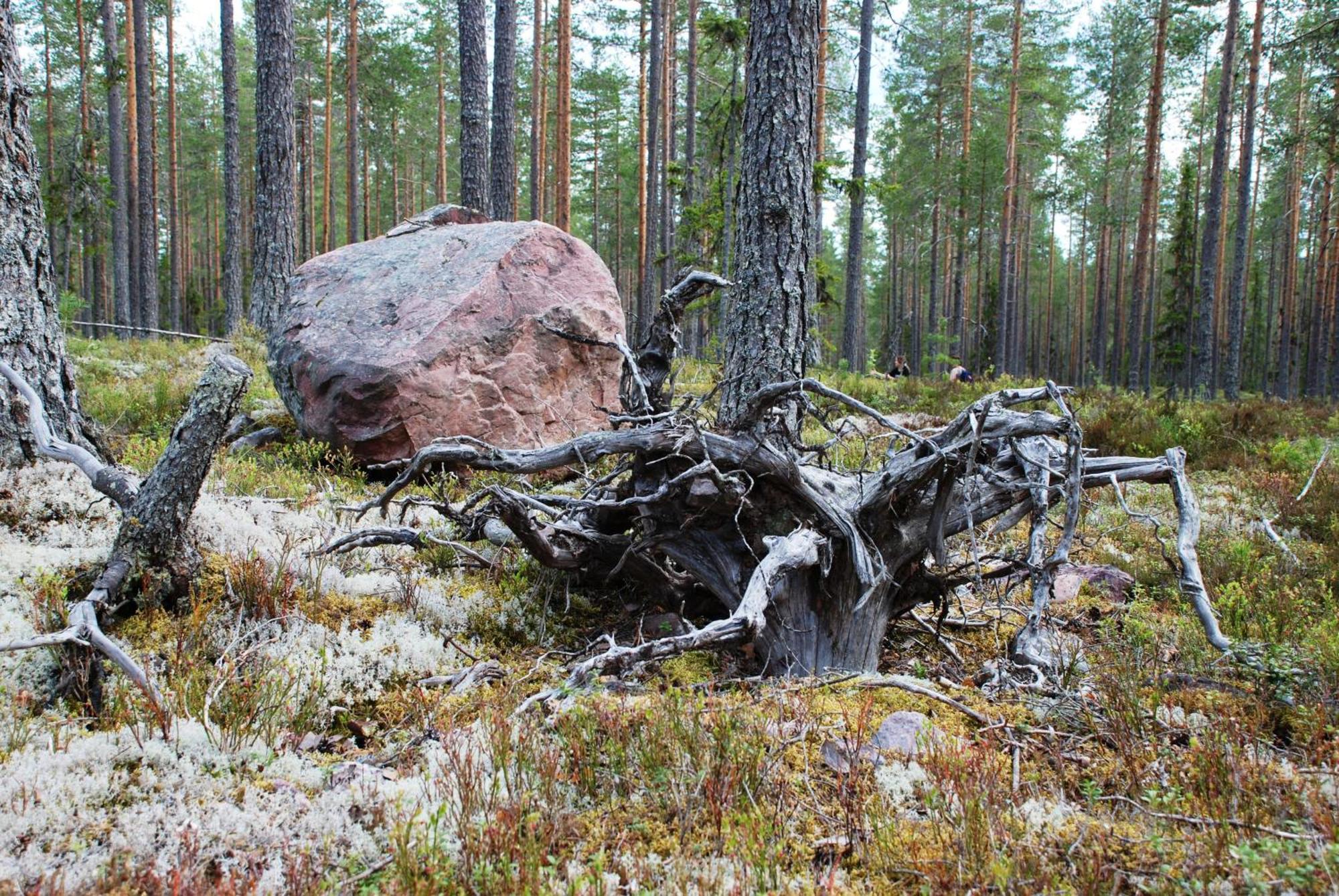 16 - Fulufjellets Nasjonalparker - Natur-, Dyre- Og Fugleopplevelser Ljørdal Екстериор снимка