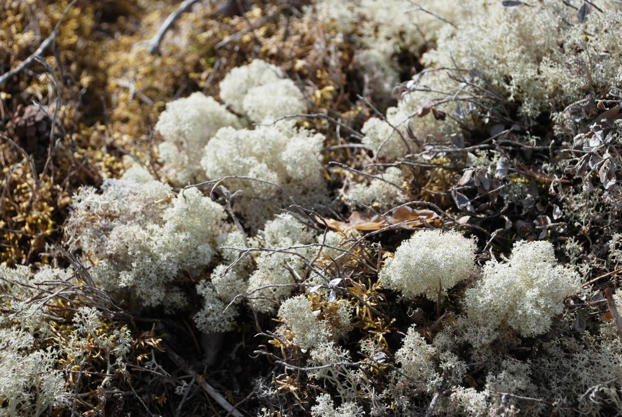 16 - Fulufjellets Nasjonalparker - Natur-, Dyre- Og Fugleopplevelser Ljørdal Екстериор снимка