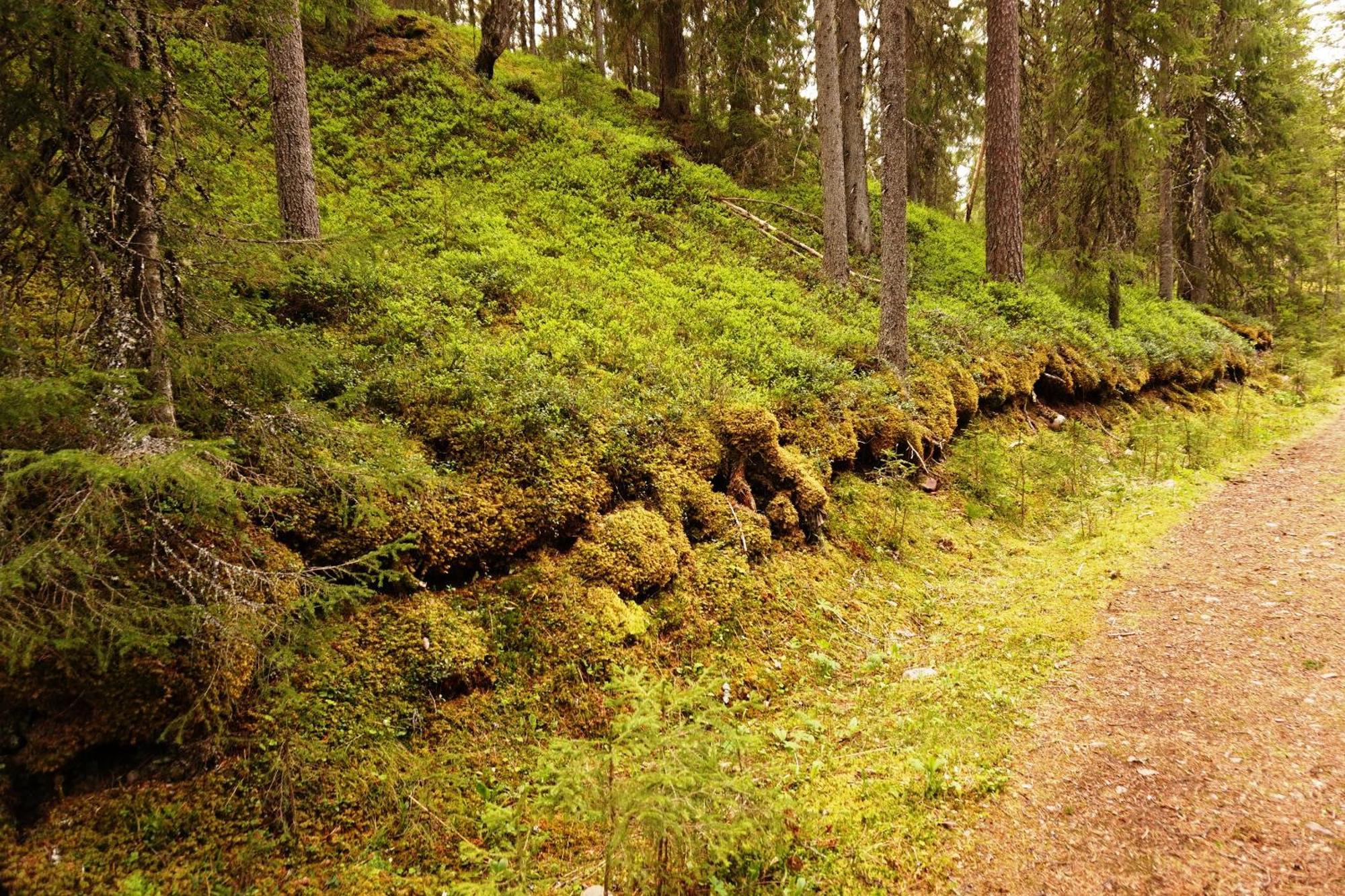 16 - Fulufjellets Nasjonalparker - Natur-, Dyre- Og Fugleopplevelser Ljørdal Екстериор снимка