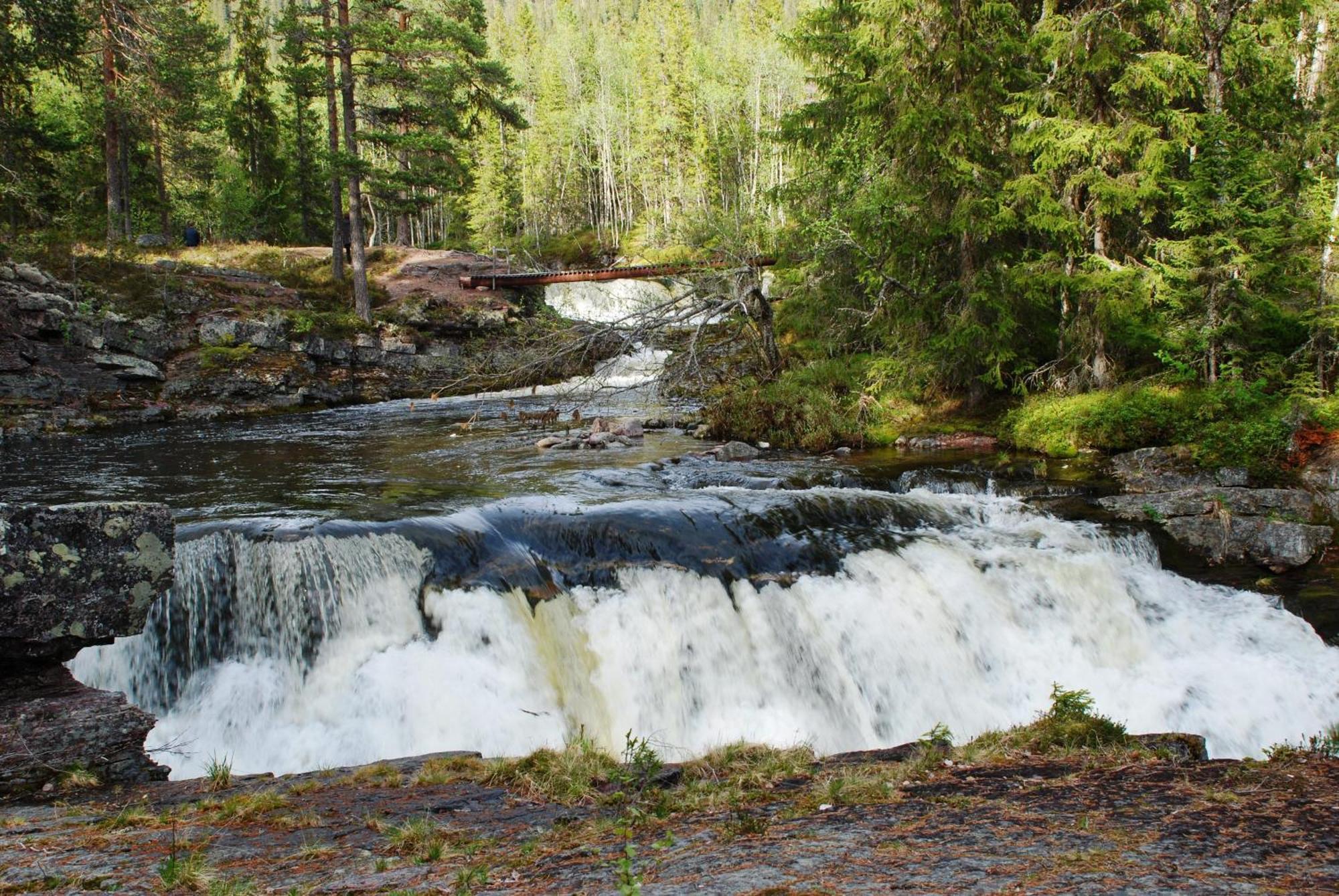 16 - Fulufjellets Nasjonalparker - Natur-, Dyre- Og Fugleopplevelser Ljørdal Екстериор снимка