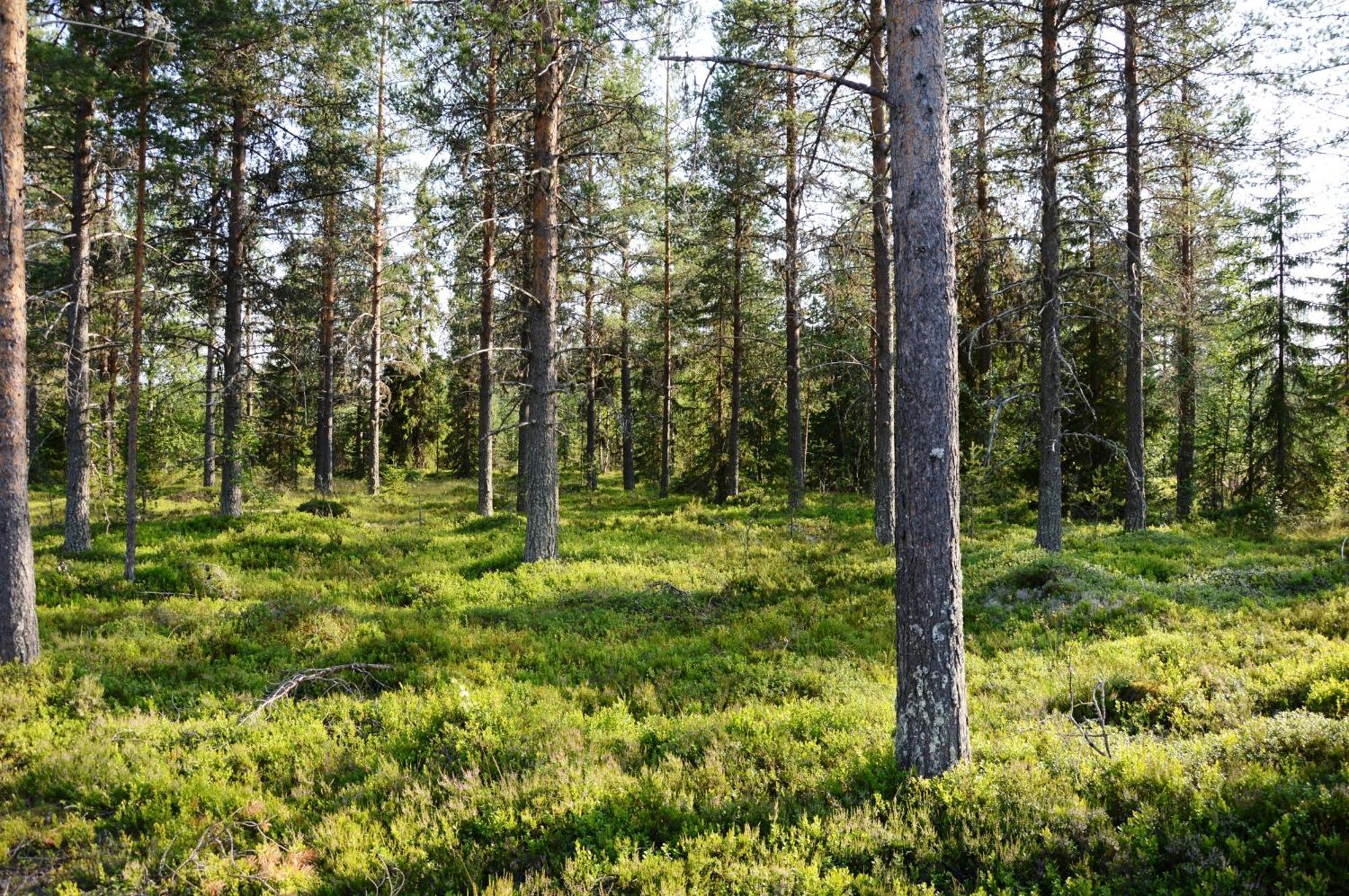 16 - Fulufjellets Nasjonalparker - Natur-, Dyre- Og Fugleopplevelser Ljørdal Екстериор снимка
