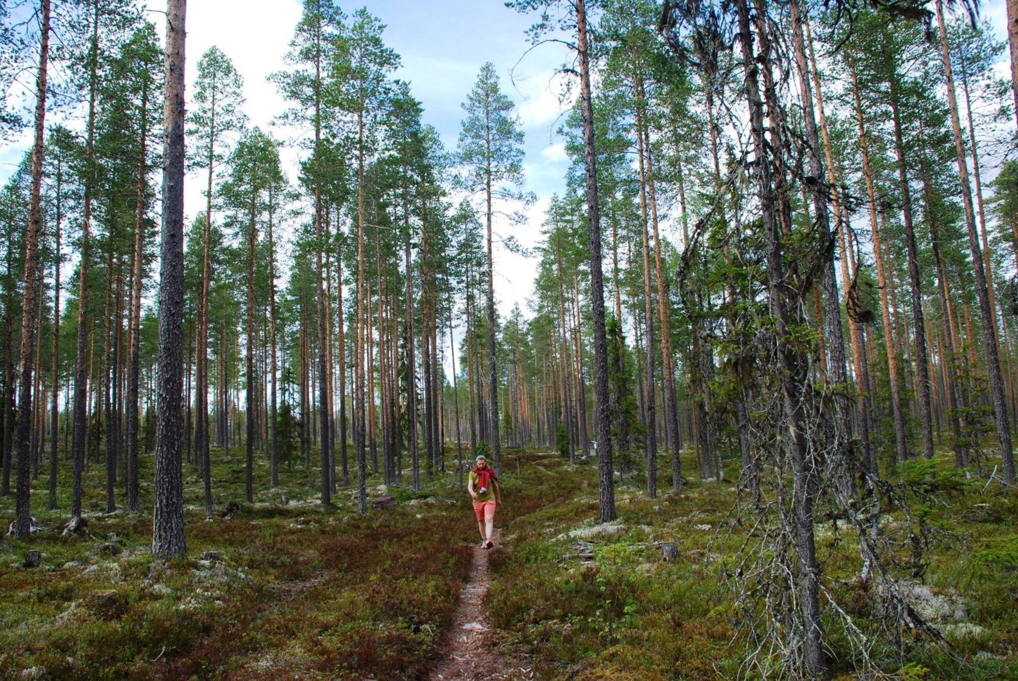 16 - Fulufjellets Nasjonalparker - Natur-, Dyre- Og Fugleopplevelser Ljørdal Екстериор снимка